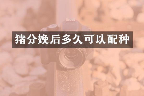 猪分娩后多久可以配种