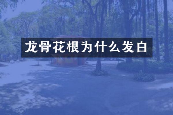 龙骨花根为什么发白