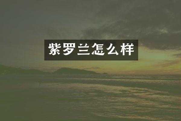 紫罗兰怎么样