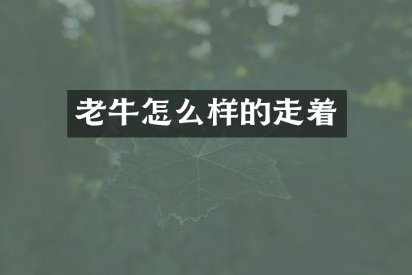 老牛怎么样的走着