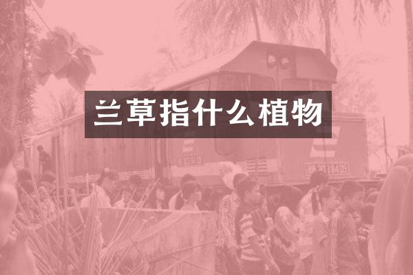 兰草指什么植物