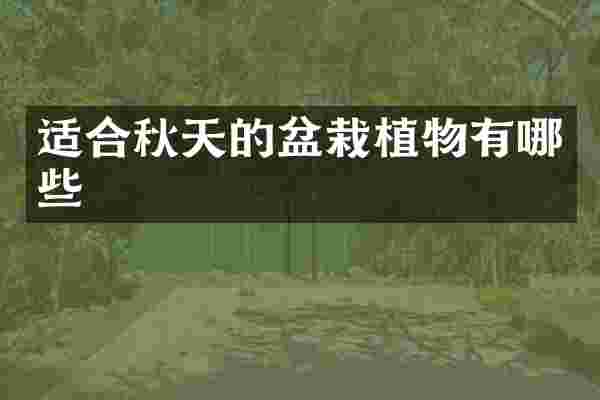 适合秋天的盆栽植物有哪些