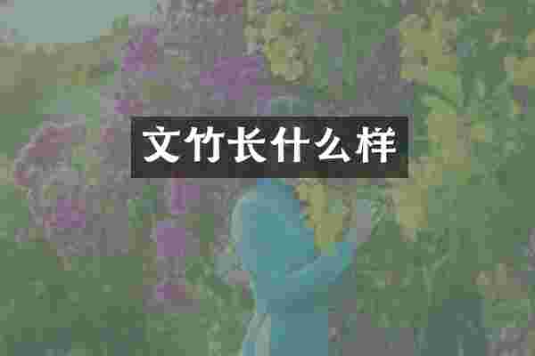 文竹长什么样