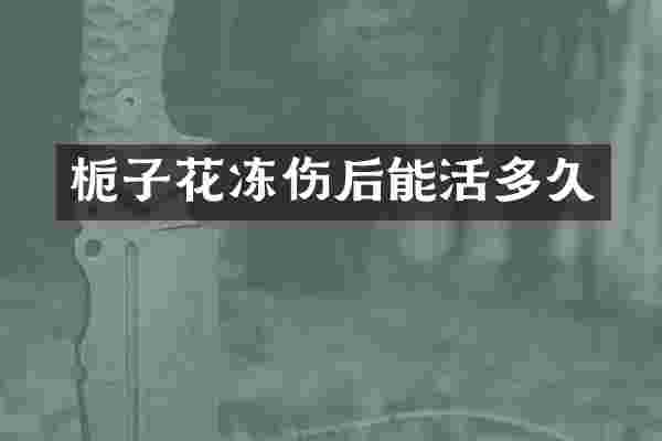 栀子花冻伤后能活多久