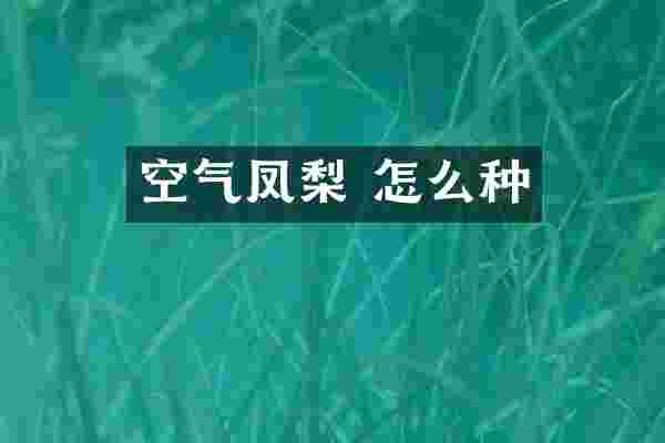 空气凤梨 怎么种