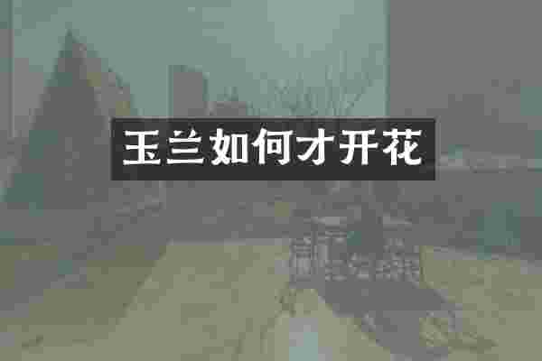玉兰如何才开花