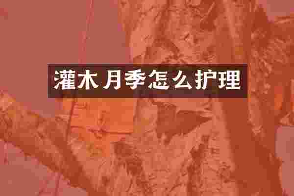 灌木月季怎么护理