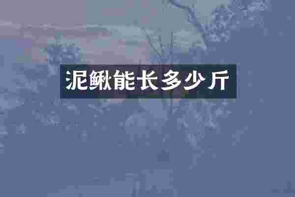 泥鳅能长多少斤