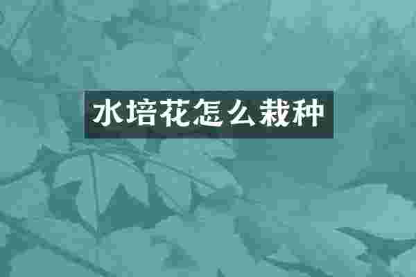 水培花怎么栽种