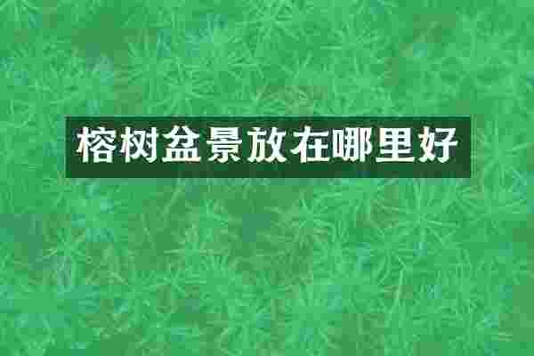 榕树盆景放在哪里好