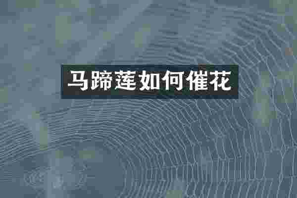 马蹄莲如何催花