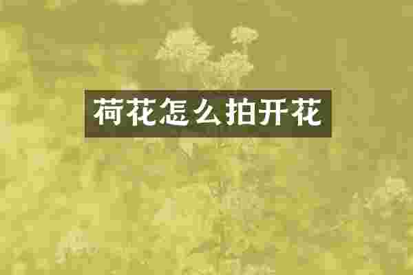 荷花怎么拍开花