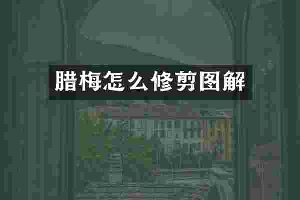 腊梅怎么修剪图解