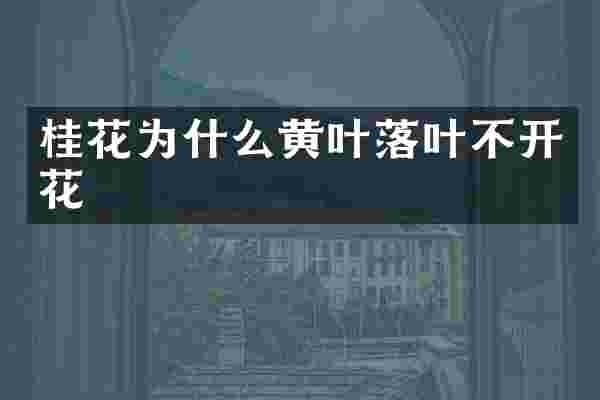 桂花为什么黄叶落叶不开花