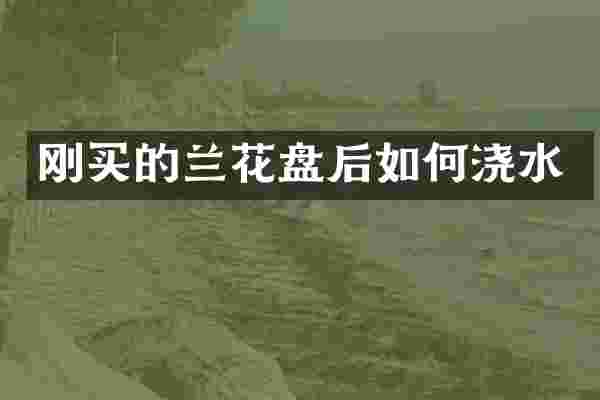 刚买的兰花盘后如何浇水