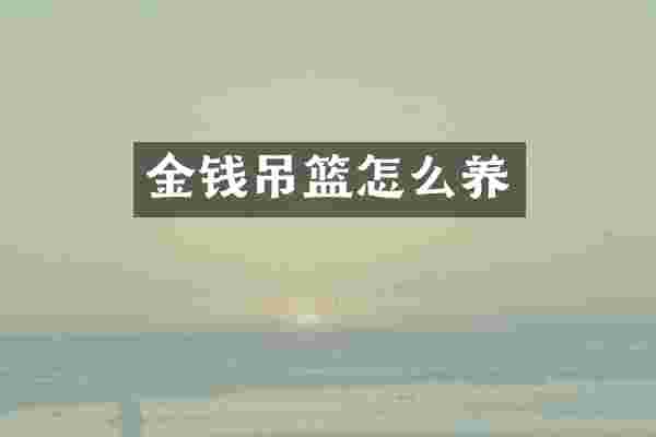 金钱吊篮怎么养