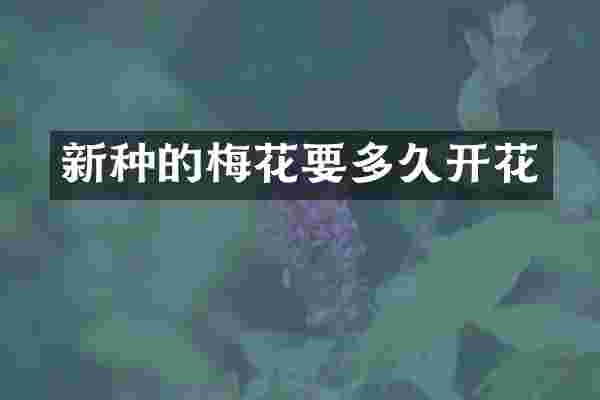 新种的梅花要多久开花