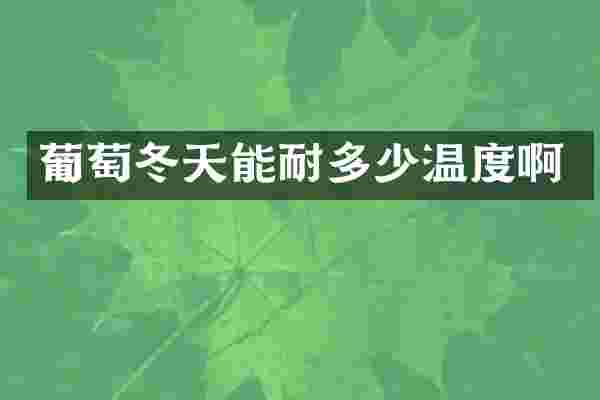 葡萄冬天能耐多少温度啊
