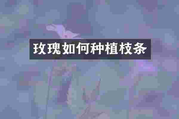 玫瑰如何种植枝条