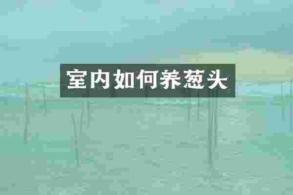 室内如何养葱头