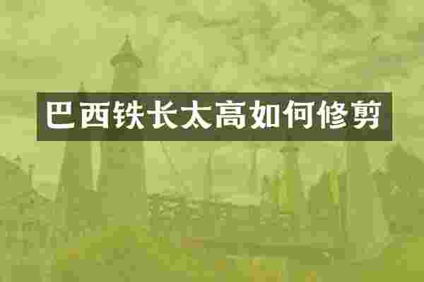 巴西铁长太高如何修剪