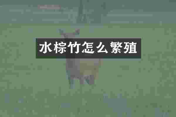 水棕竹怎么繁殖