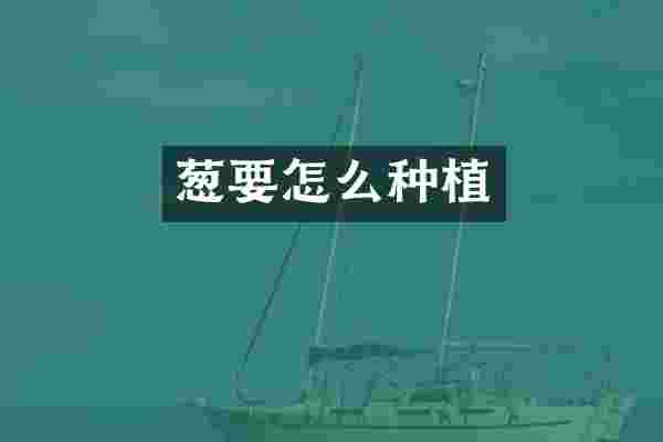 葱要怎么种植