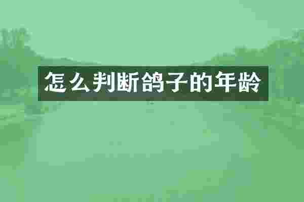 怎么判断鸽子的年龄