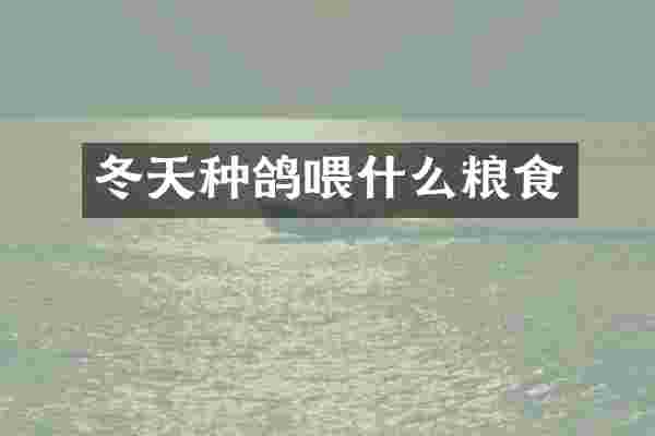 冬天种鸽喂什么粮食