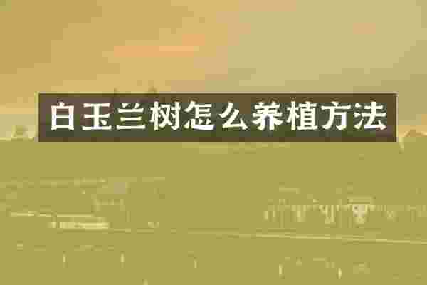白玉兰树怎么养植方法