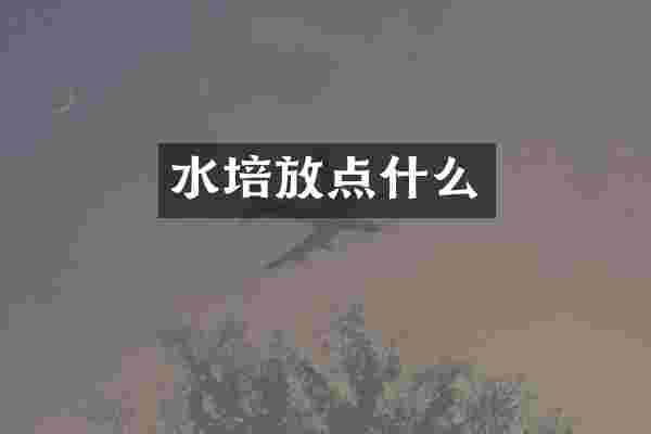 水培放点什么