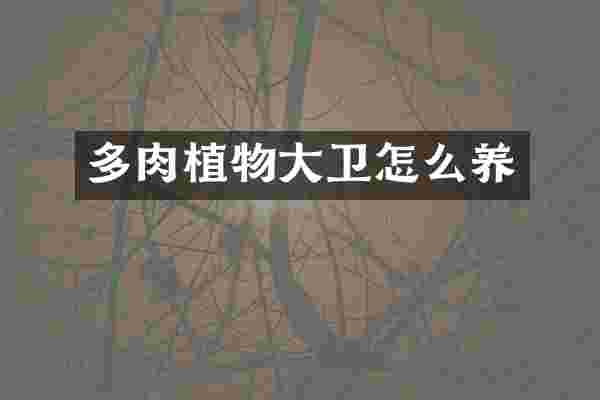 多肉植物大卫怎么养