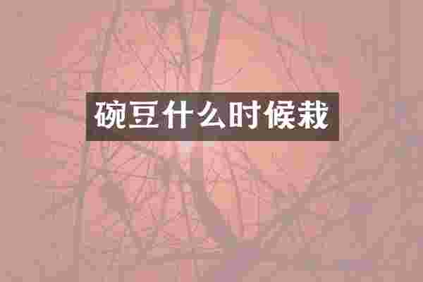 碗豆什么时候栽