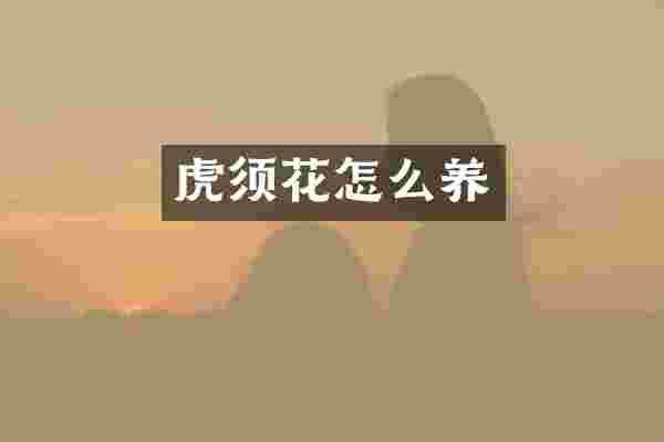 虎须花怎么养