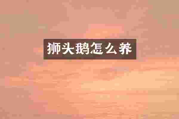 狮头鹅怎么养