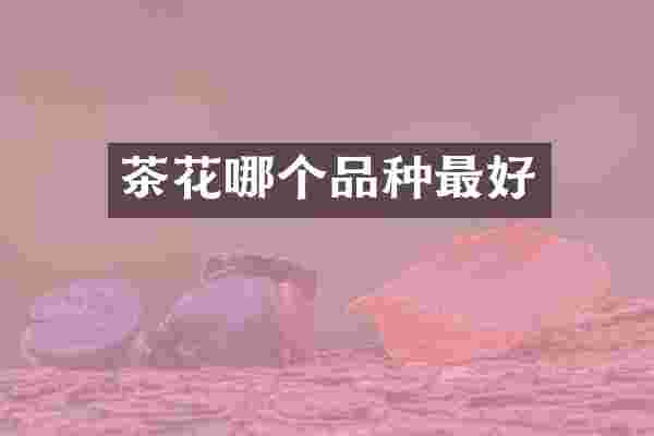 茶花哪个品种最好