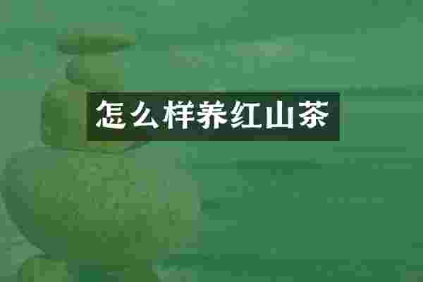 怎么样养红山茶
