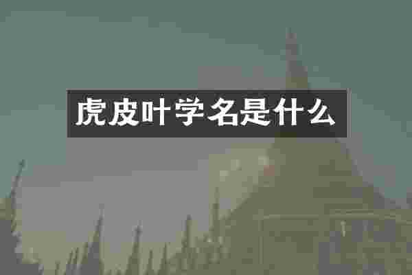 虎皮叶学名是什么