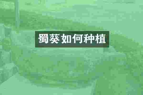 蜀葵如何种植