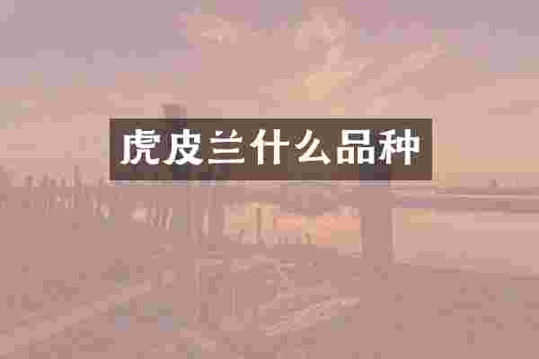 虎皮兰什么品种