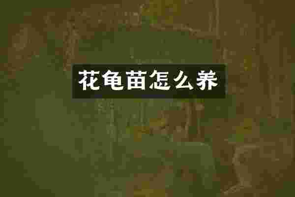 花龟苗怎么养