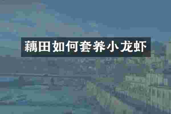 藕田如何套养小龙虾
