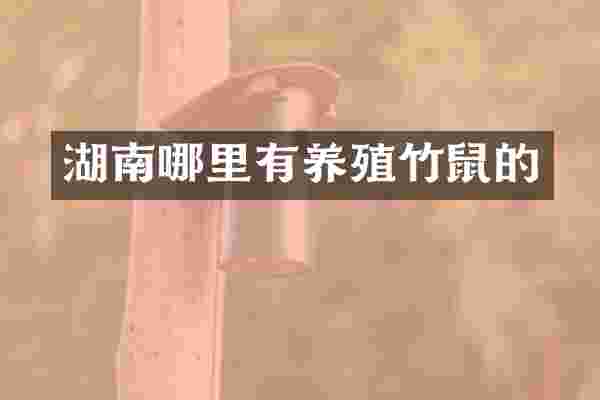 湖南哪里有养殖竹鼠的