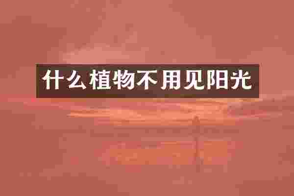 什么植物不用见阳光
