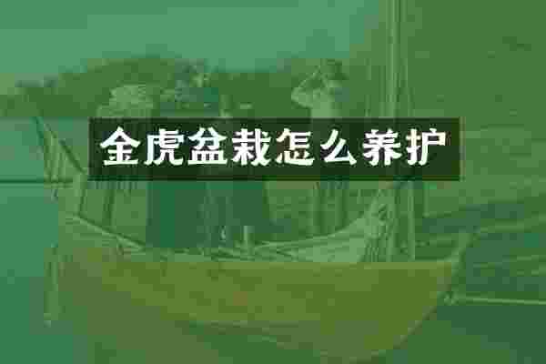 金虎盆栽怎么养护