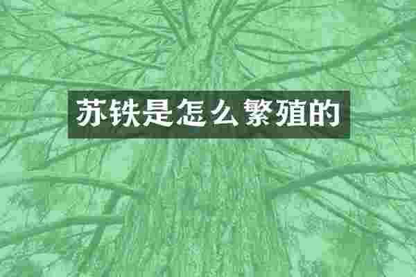 苏铁是怎么繁殖的