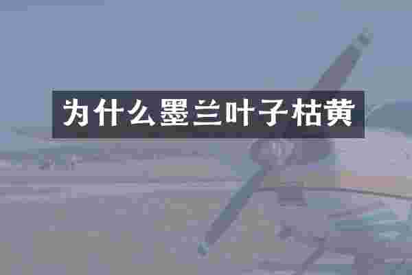 为什么墨兰叶子枯黄
