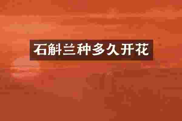 石斛兰种多久开花