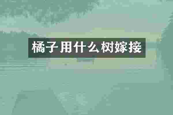 橘子用什么树嫁接