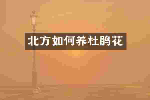 北方如何养杜鹃花